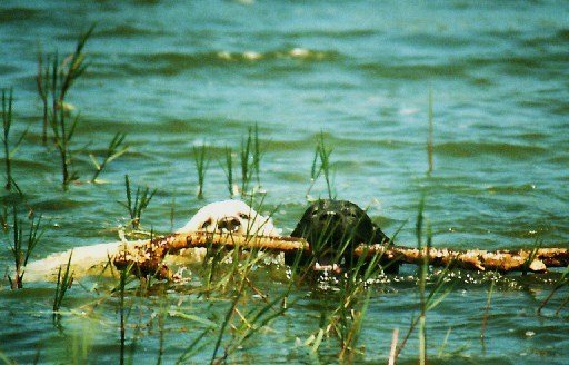 Ejemplares terra cha