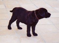 /album/fotogaleria/cachorros7-jpg/