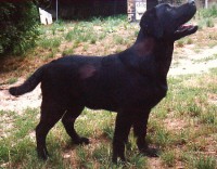 /album/fotogaleria/cachorros2-jpg/