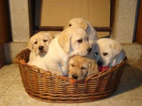 /album/fotogaleria/anuncio6-jpg/